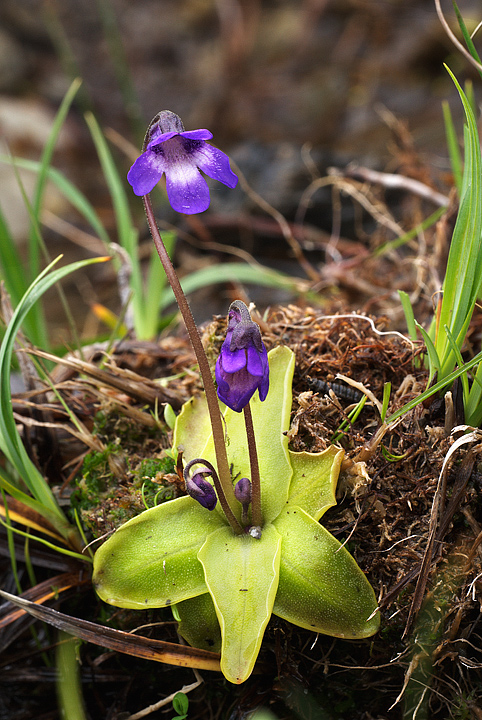 Pinguicula vulgaris / Pinguicola comune